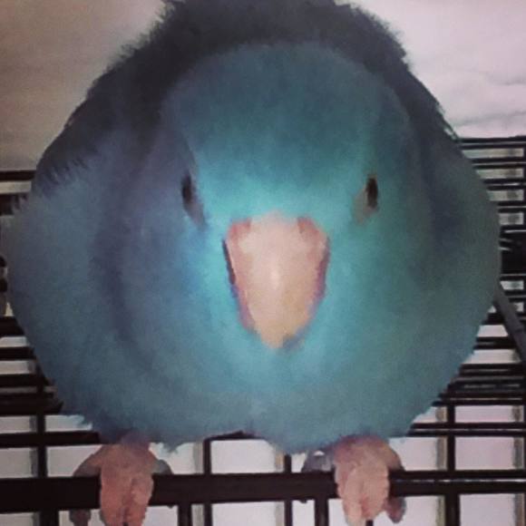 robertacounts